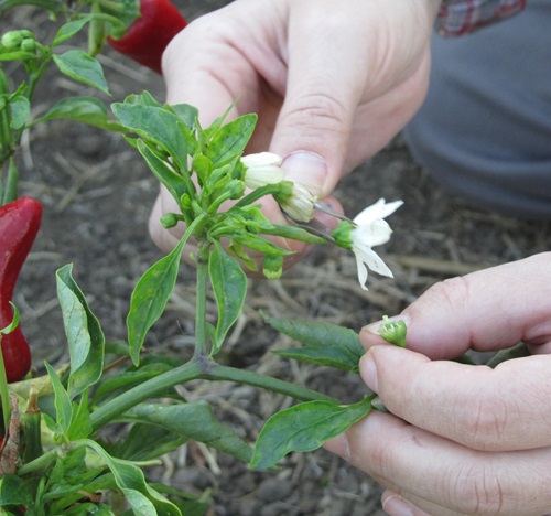 Hand-Pollination Tricks for Getting More Chilli Flowers