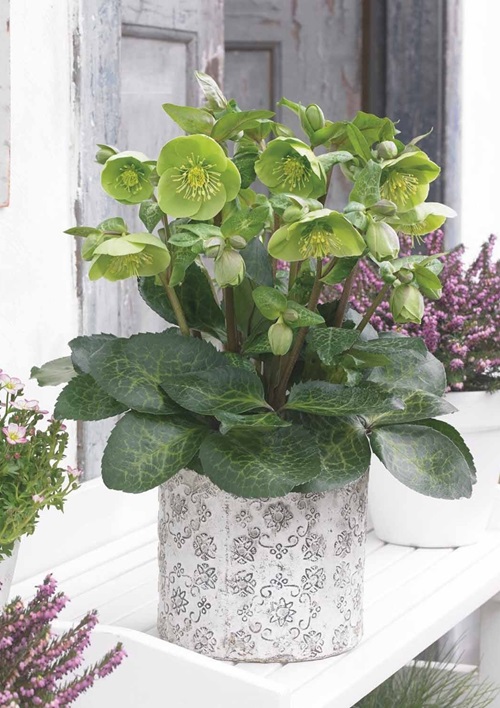 Hellebore flower pot on the table