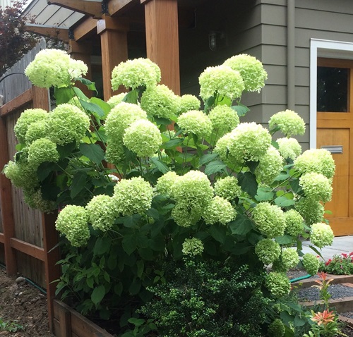 Hydrangea green flowers in container