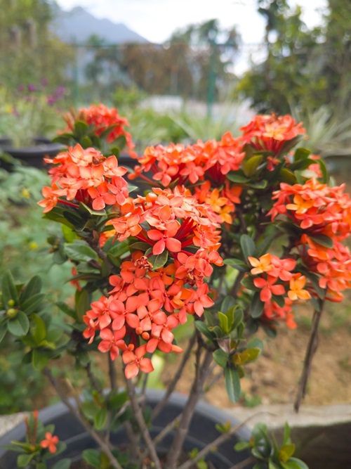 West Indian Jasmine orange flowers pot in garden