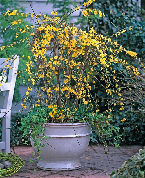 Yellow Jasmine flower pot near chair 