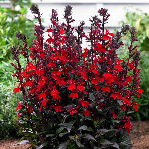 Cardinal Flower red flower in india