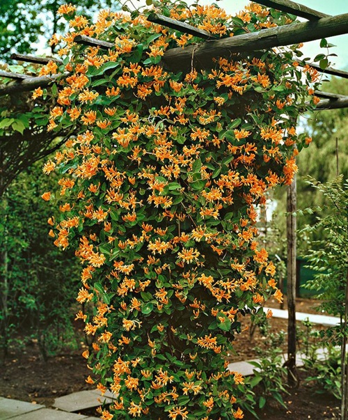 Trumpet Honeysuckle vines in garden
