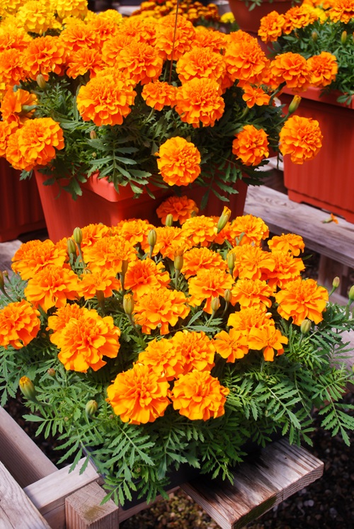 Marigold flower pot in garden yard
