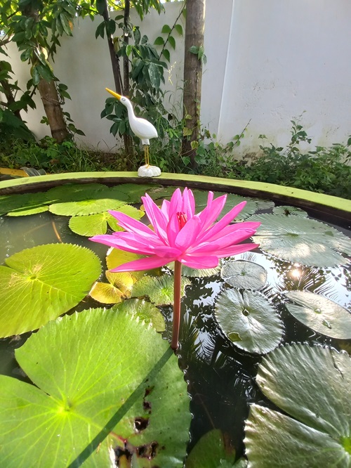 Lotus Pink Flowers in India