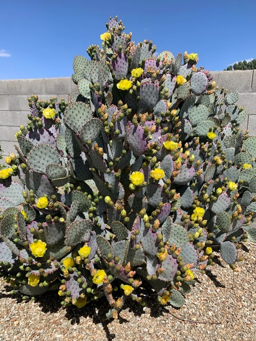 Prickly Pear Cactus Cactus With Yellow Flowers