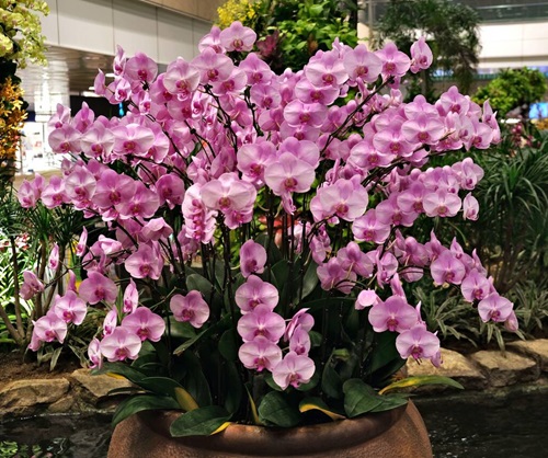 Orchid pink flower planter in garden