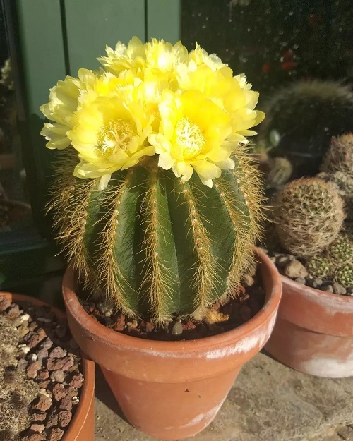 Balloon Cactus With Yellow Flowers