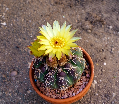 Indian Head Cactus With Yellow Flowers