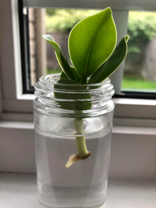 Propagating Clusia Plants in water