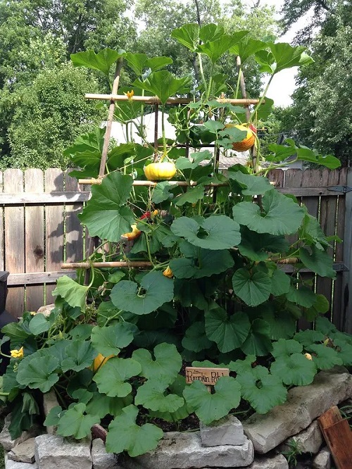 Pumpkin Growth Stages Explained