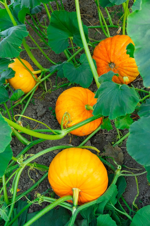 Pumpkin Harvesting Stage 