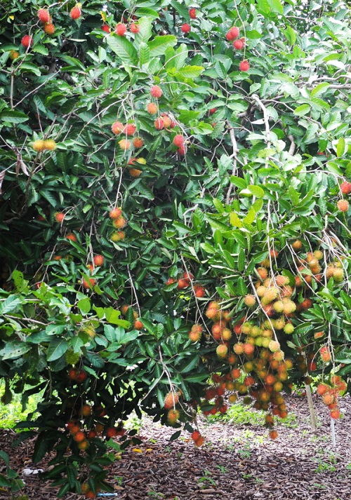 Rambutan Season in Kerala