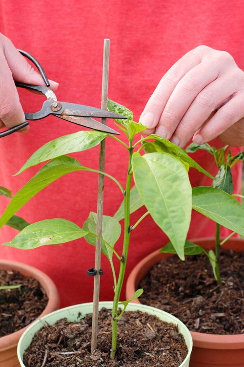 pruning Ring of Fire Chilli Plant 