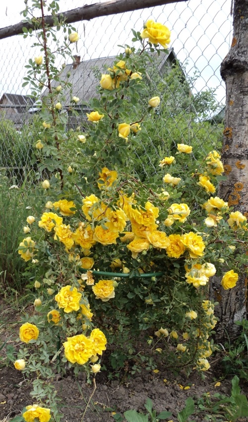 Persian Yellow Rose near fence 
