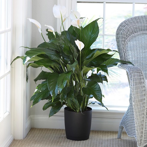 Peace Lily Best Decorative Plants in India