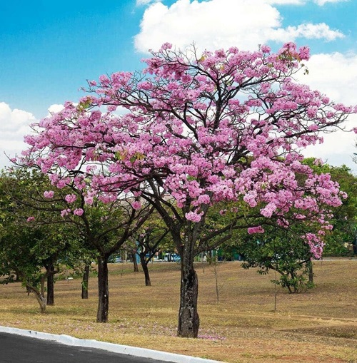 Pink Trumpet flower Tree in india