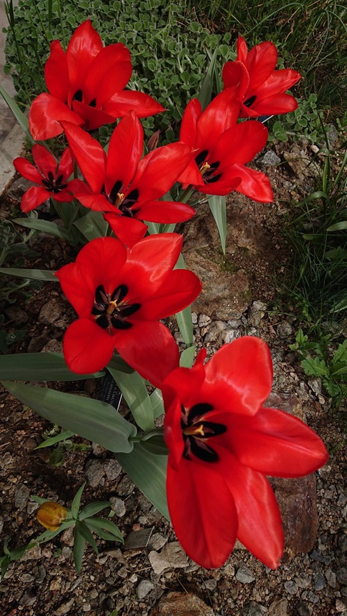 Beautiful red Kand Pushp (Tulip) in garden