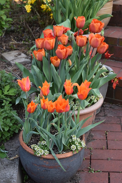 Orange tulip pots on garden path