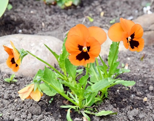 Pansy orange flower in india