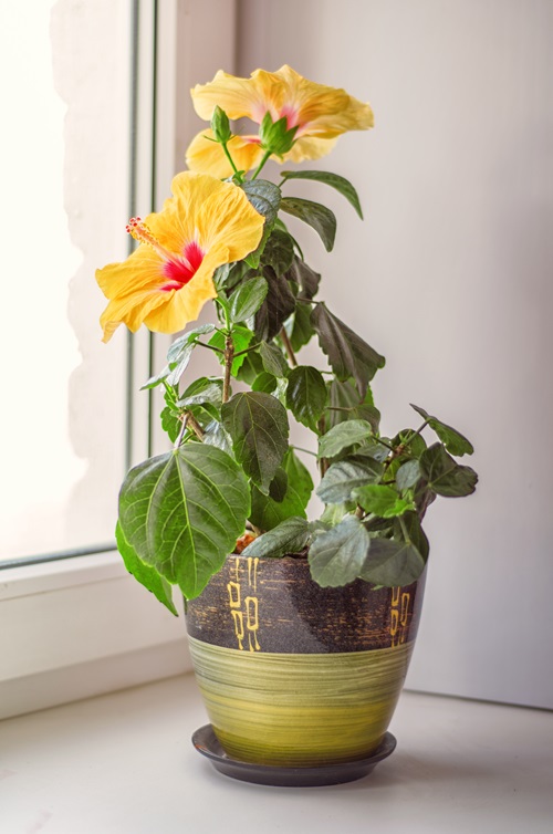 Yellow Hibiscus flower pot near window
