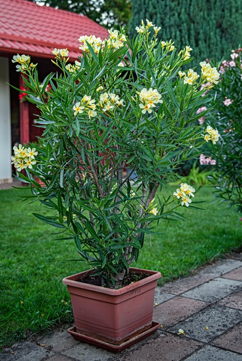 Yellow Oleander flower pot in garden
