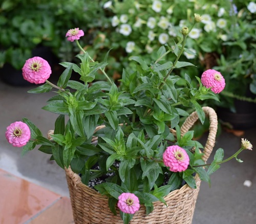 Zinnia flower pot in garden