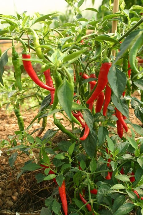 Growing Ring of Fire Plant in garden