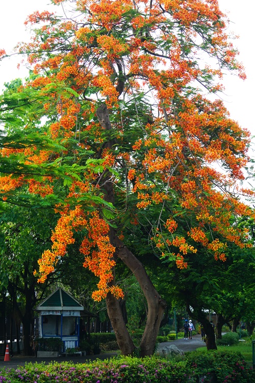 Flame of the Forest tree with orange flowers