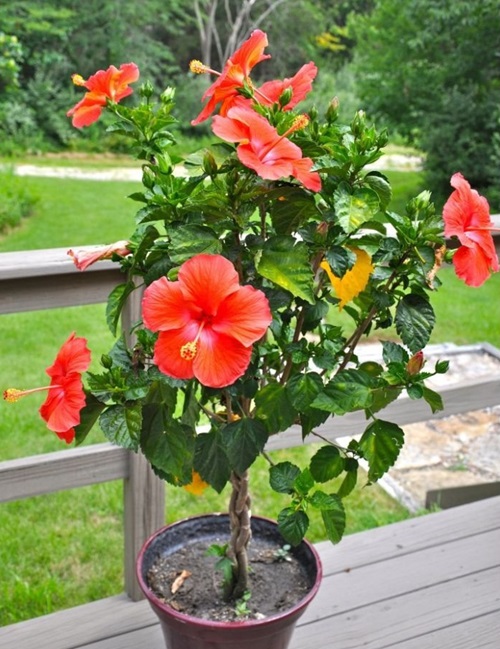 hibiscus plant in pot 