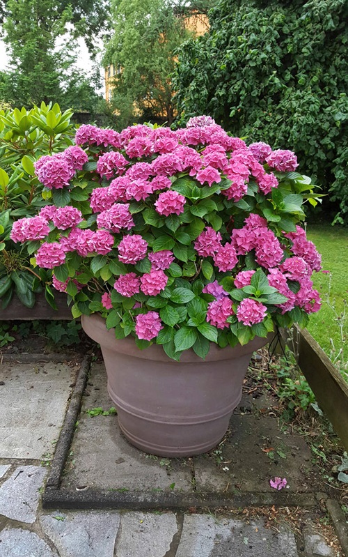 Hydrangea pink flower container in garden