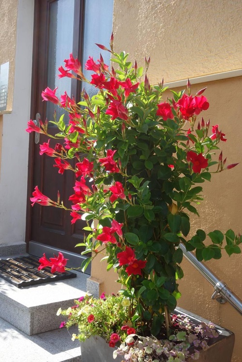 red jasmine flower in container