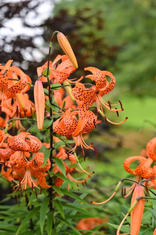 Tiger Lily in garden Orange Flowers in India