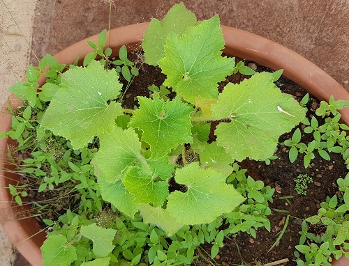 Leafy Vegetables in Kerala in pot
