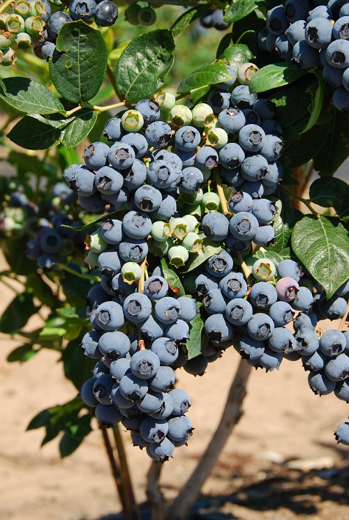 Do Blueberries Grow in India