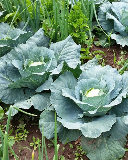West Bengal Grown Vegetables 3