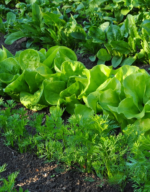 Grown Vegetables in West Bengal 4