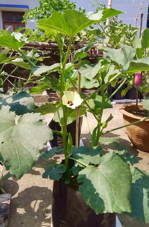 West Bengal Grown Vegetables 4