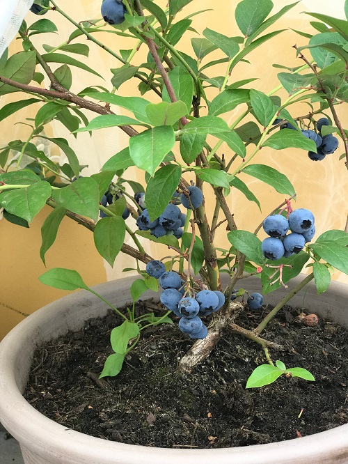 Caring for Your Blueberries