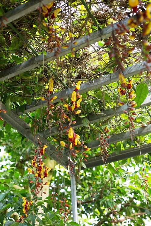 Canary Creeper vine
