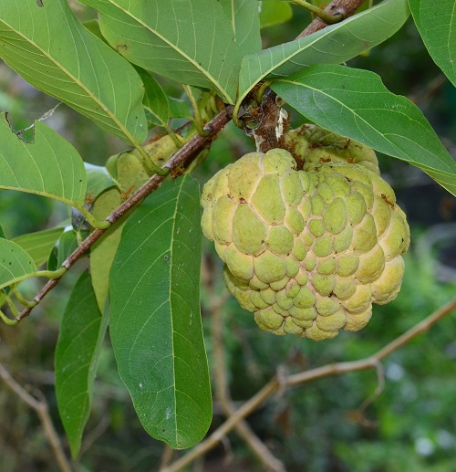 July Seasonal Fruit in India