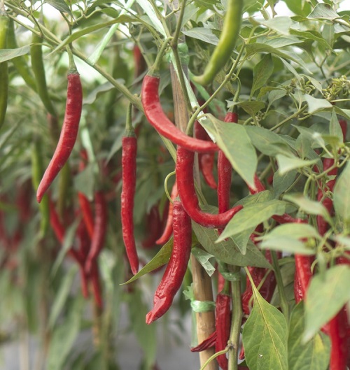 Chili planting in modern greenhouses