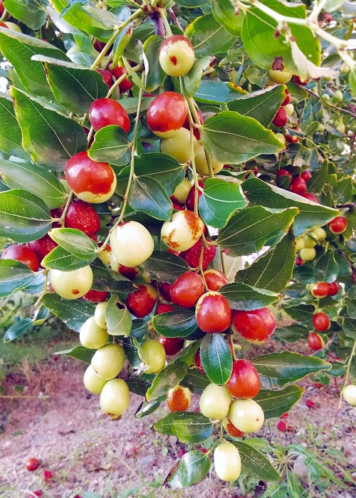 beautiful July Seasonal Fruit in India