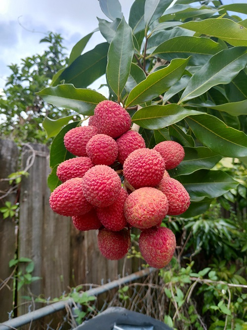 July Seasonal Fruit in India