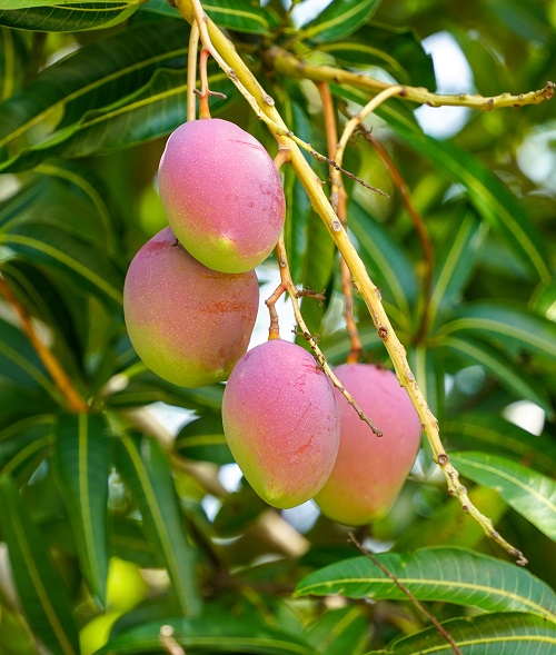 top best July Seasonal Fruit in India