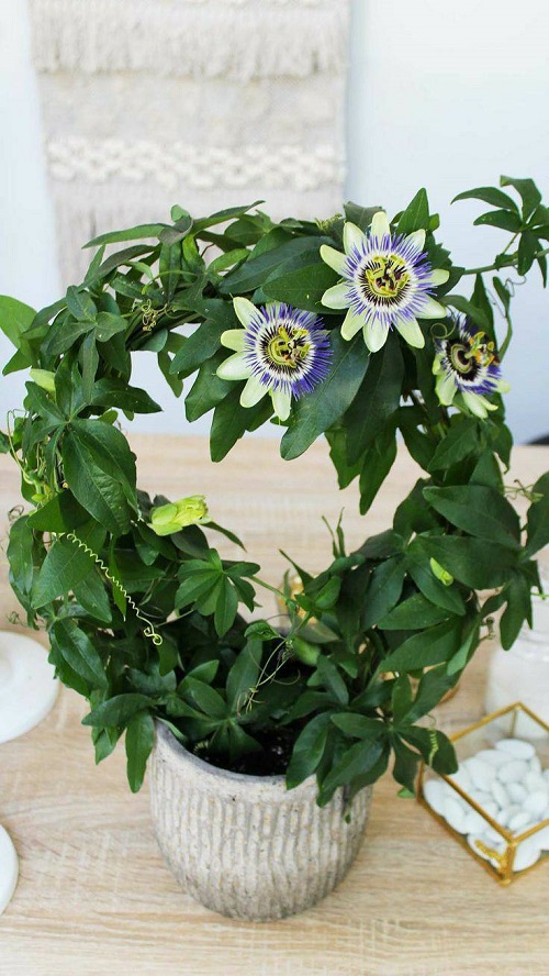 Krishna Kamal Flower in pot