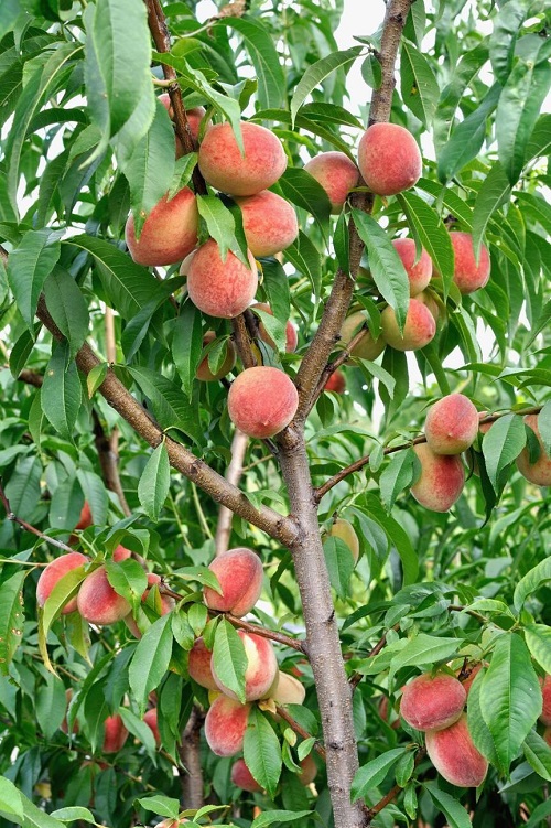 August Season Fruits in India