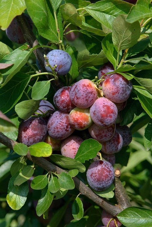 August Season Fruits 
