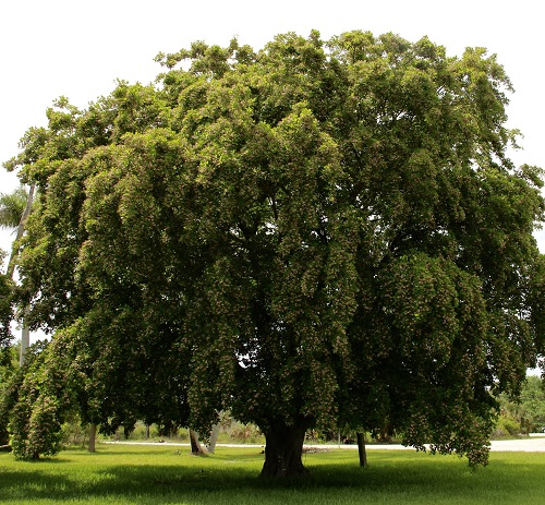 top best Shade trees in Maharashtra that grow quickly