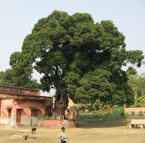 rapidly Growing Shade Trees in Maharashtra